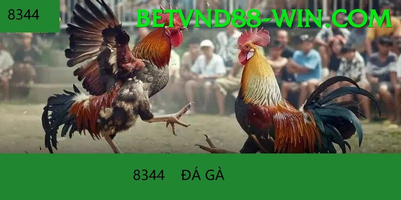 Đá Gà Trực Tiếp - Ưu đãi đặc biệt